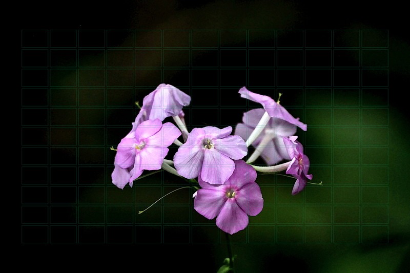 Wild Orchid- 01
